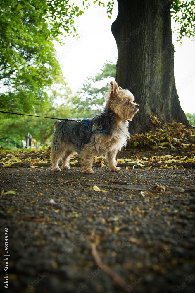 Yorkshire perfil Yorkshire perfil