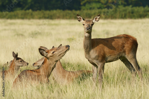 Red Deer, Deer, Cervus elaphus