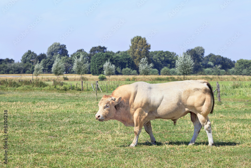 Muscular Blonde Aquitaine bull in a fresh green meadow.
