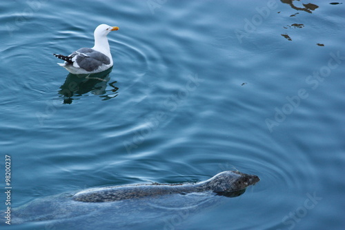 Seagall and Sea Lion at Monterey Pier, California USA photo