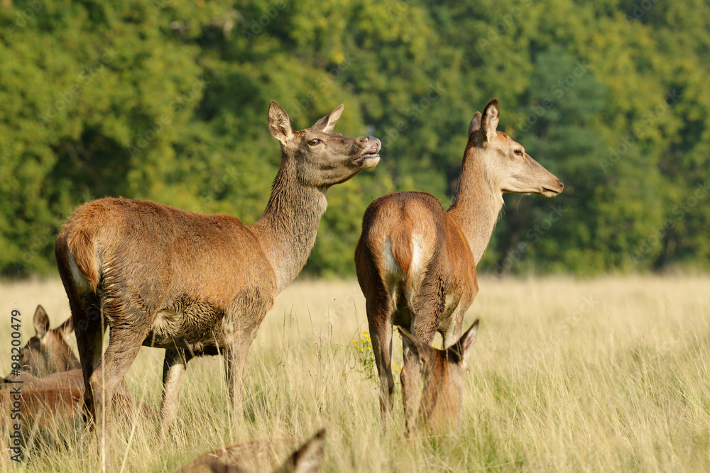 Red Deer, Deer, Cervus elaphus Red Deer, Deer, Cervus elaphus