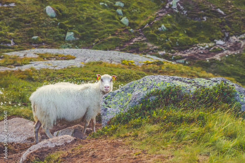 Sheep standing high in the mountains