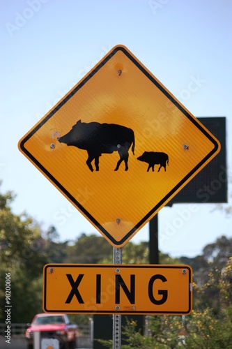 Wild boar Road Warning Sign, USA photo