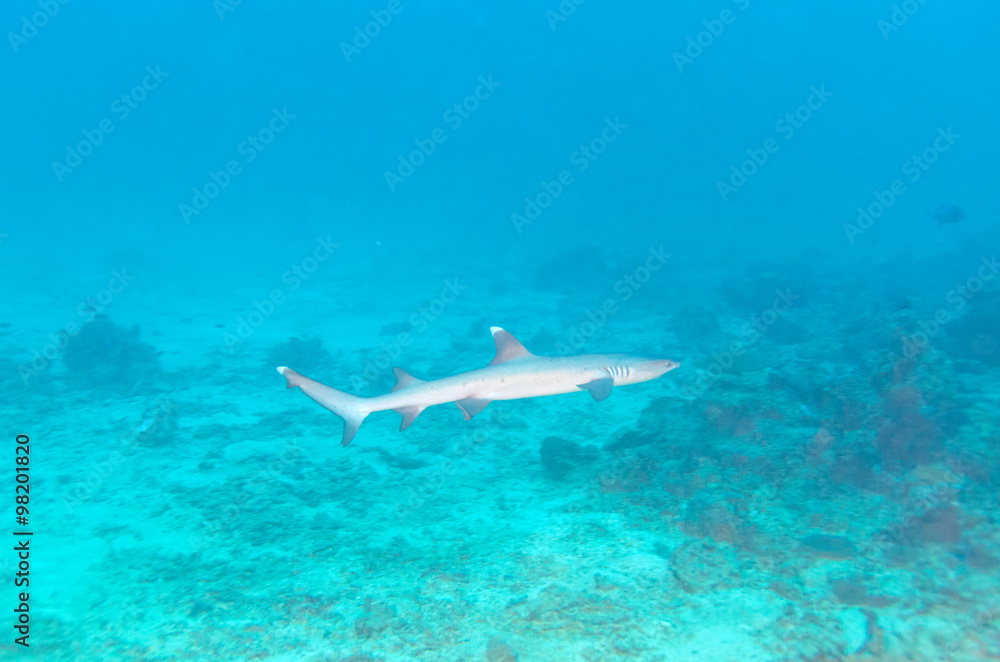 Whitetip Reef Shark near Coral Bottom