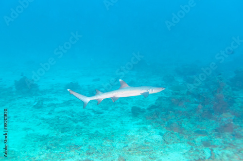 Whitetip Reef Shark near Coral Bottom