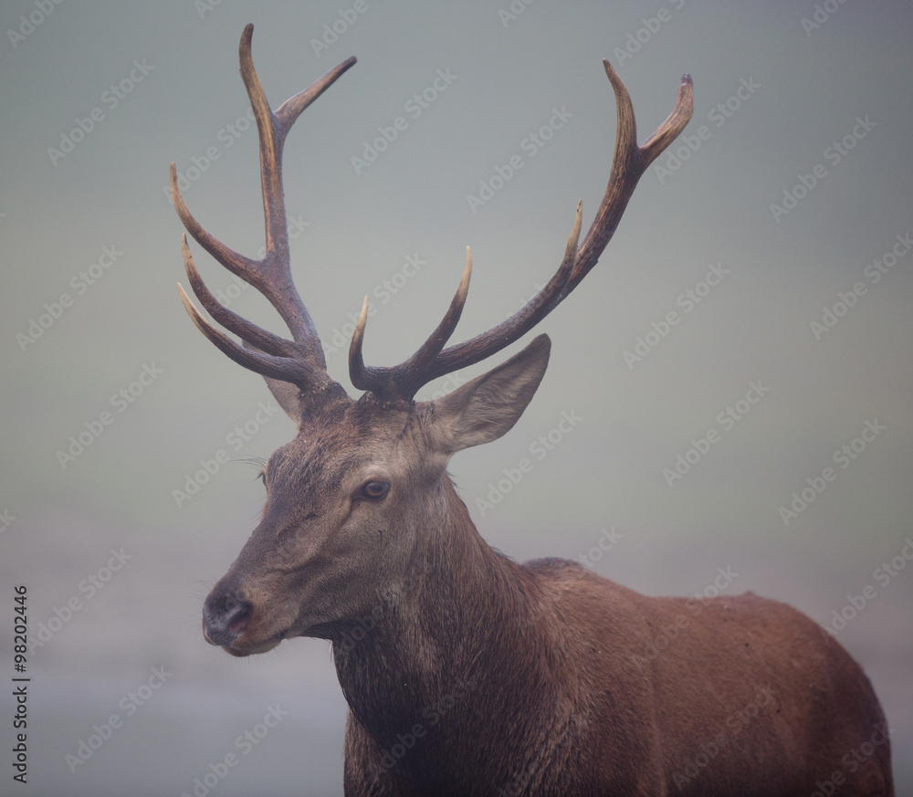 Red deer with antlers Red deer with antlers