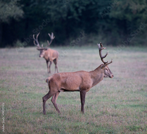 Two red deer on meadow