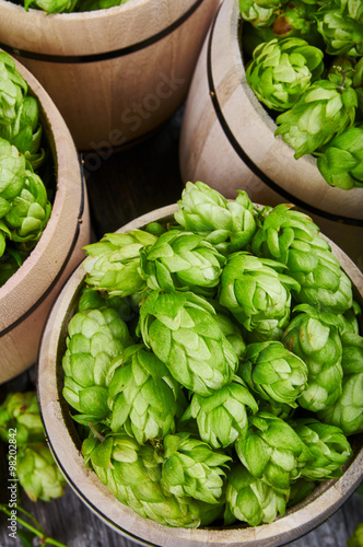 Fresh green hop in wooden barrels