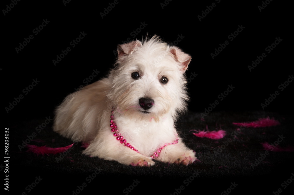 Chiot Westie en studio sur fond noir Chiot Westie en studio sur fond noir