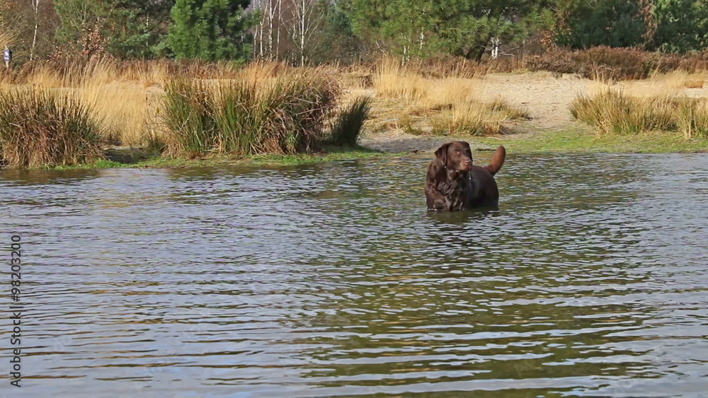Dogs playing in the water, running and splash in the lake Dogs playing in the water, running and splash in the lake