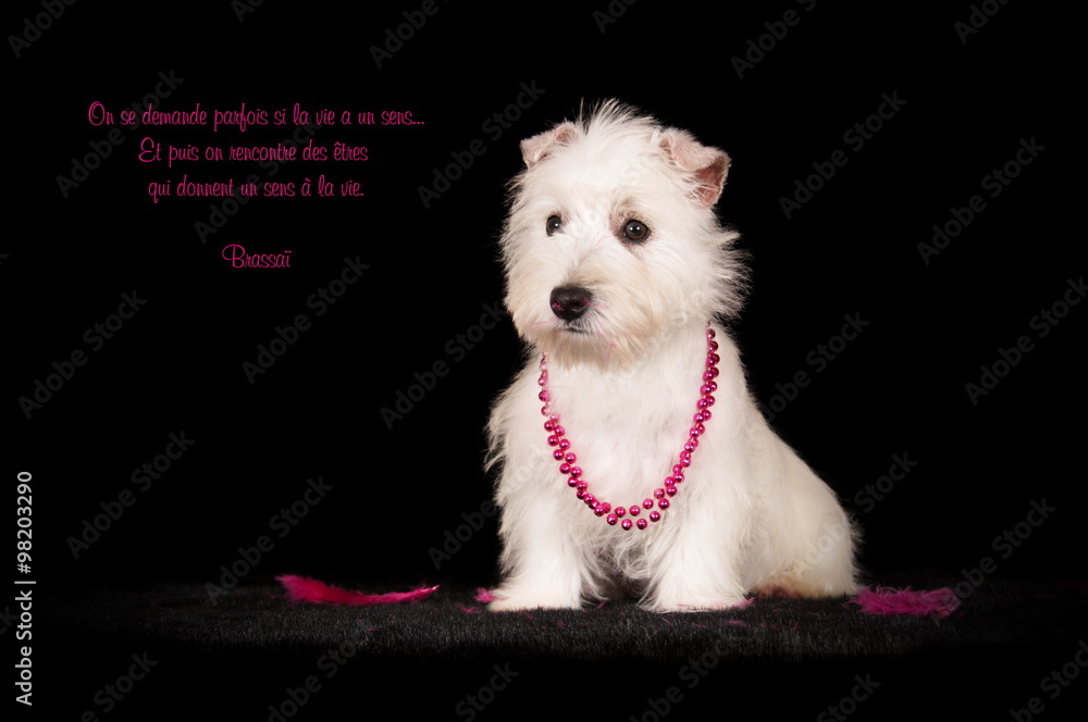 Chiot Westie en studio sur fond noir Chiot Westie en studio sur fond noir