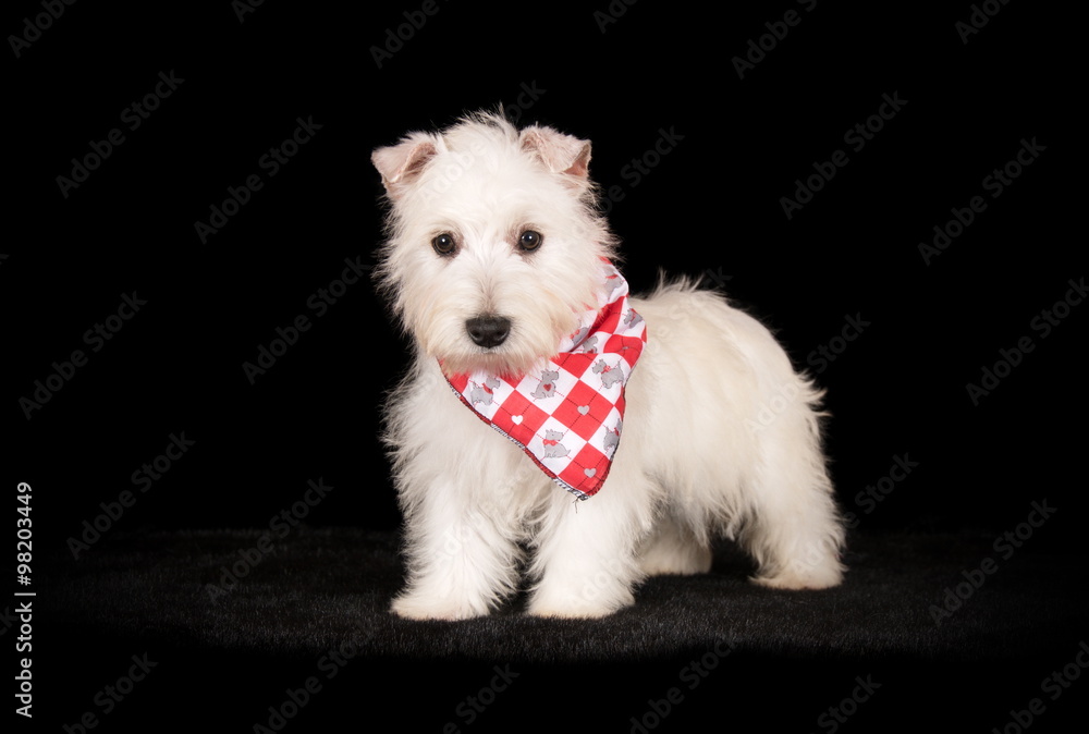 Chiot Westie en studio sur fond noir Chiot Westie en studio sur fond noir