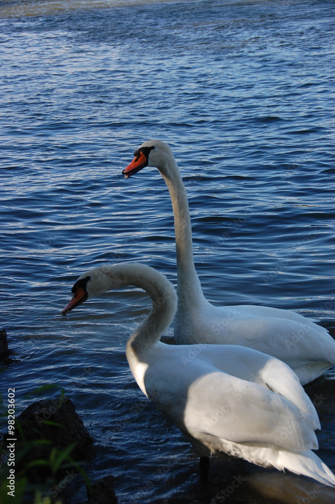 Fototapeta premium Swans