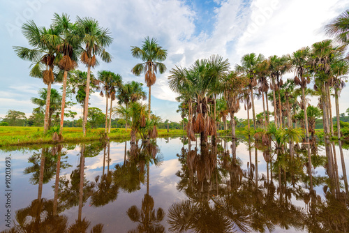 Palm Tree Reflections © jkraft5