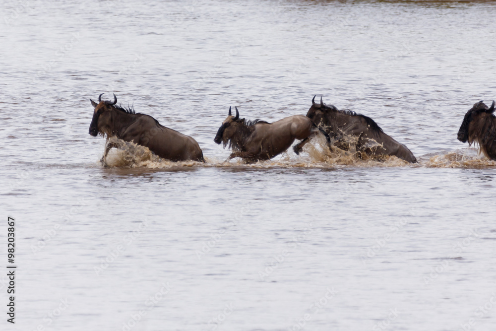 Fototapeta premium Gnucrossing am Mara