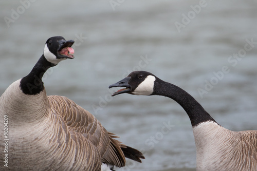 Quadro em tela a pair of canada geese honk at each other