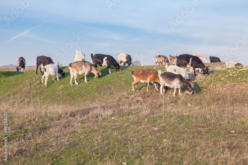 grazing goats on the hill