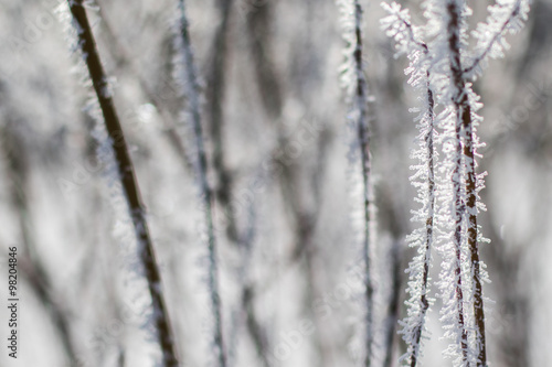 branches covered in ice crystals and hoar frost