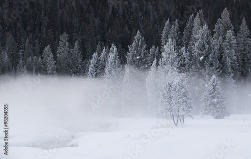 a cold frosted spruce forest with a foggy snowy creek in the foreground