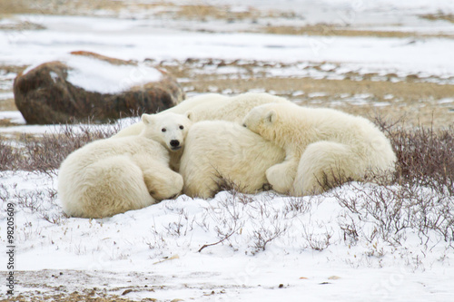 Fototapeta Naklejka Na Ścianę i Meble -  two polar bear cubs curled up and sleeping in mother's fur; one cub looking up and to the left