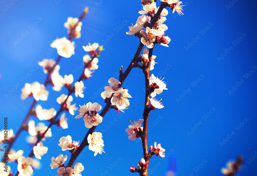 Spring flowers, Spring blossom background, on blue sky Spring flowers, Spring blossom background, on blue sky