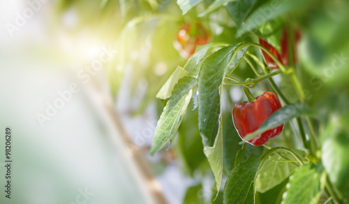Red bell peppers growing on a plant