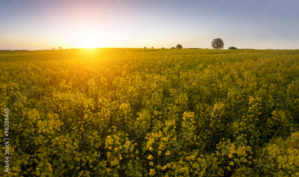 Obraz premium summer day - rape field