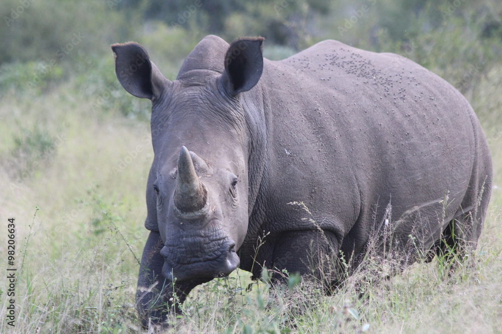 Obraz premium Rhinoceros