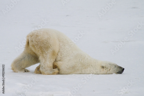 Photo a silly polar bear pushes across the snow on his belly.