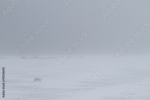 landscape of a polar bear walking into the headwind of a whiteout snowstorm photo