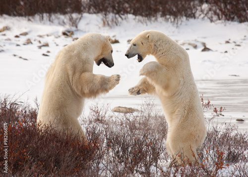 two polar bears facing off, standing on hind legs preparing to grapple like sumo wrestlers; standing against white snow and red bushes