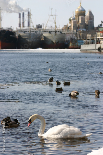 Wild white swan swims in river city, an urban environment.