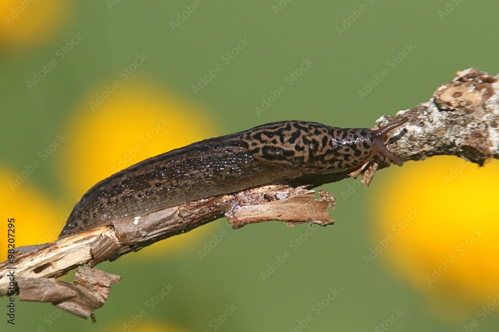 Obraz premium Leopard Slug (Limax maximus)