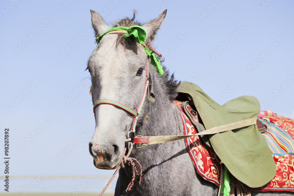 A gray Tibetan horse is saddled and waiting for the horseman A gray Tibetan horse is saddled and waiting for the horseman