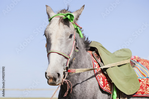 A gray Tibetan horse is saddled and waiting for the horseman