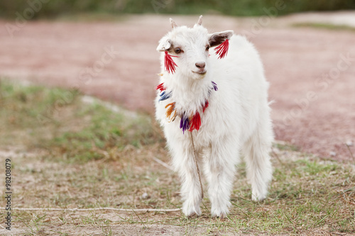 Cute tiny white goat, Inner Mongolia, China