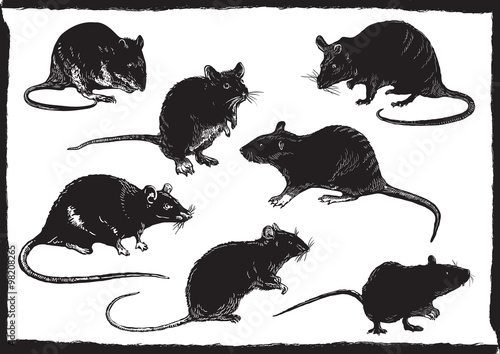 rats collection, freehand sketching, vector illustration