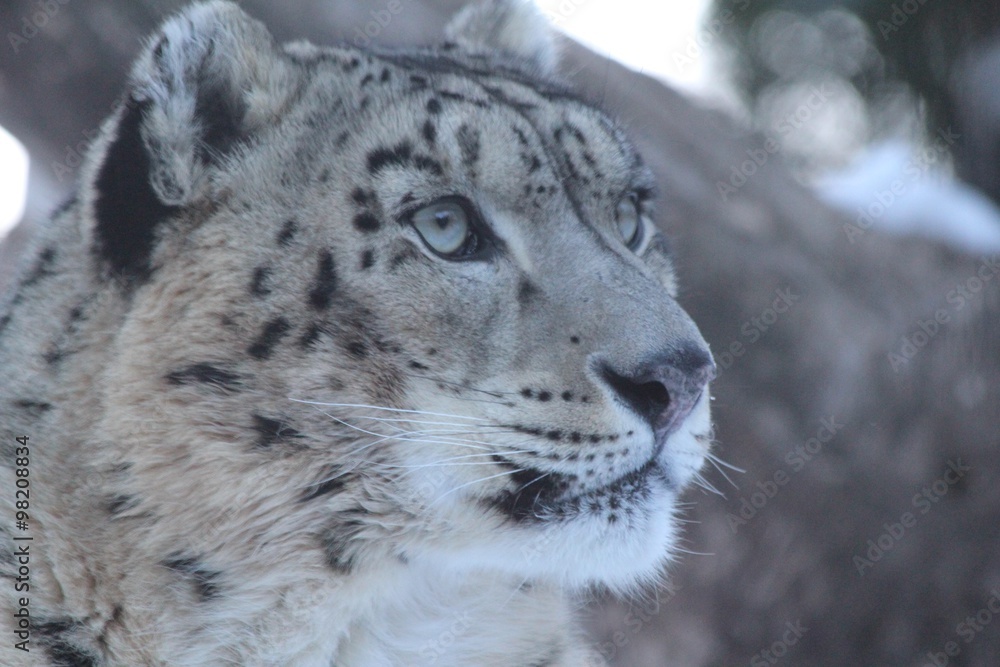 Obraz premium Snow Leopard