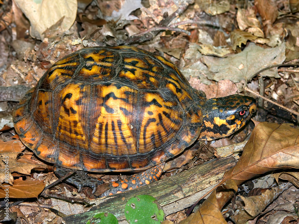 Box Turtle (Terrapene carolina) waling through a woodland of southern Illinois Box Turtle (Terrapene carolina) waling through a woodland of southern Illinois