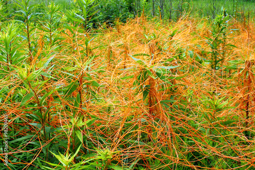Illinois Prairie Covered with Dodder
