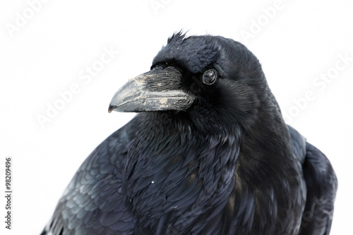 raven portrait white background