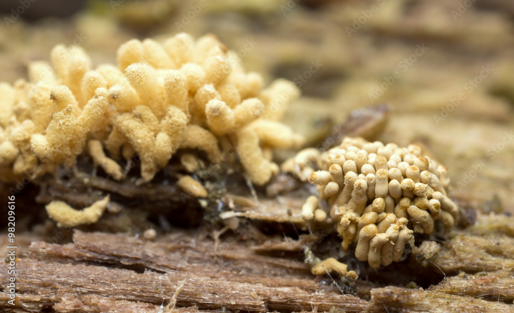 Myxomycetes growth on wood Myxomycetes growth on wood