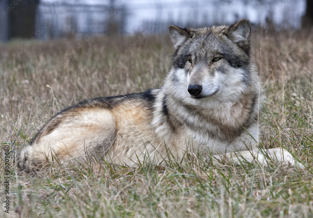 Wolf at Rest Wolf at Rest