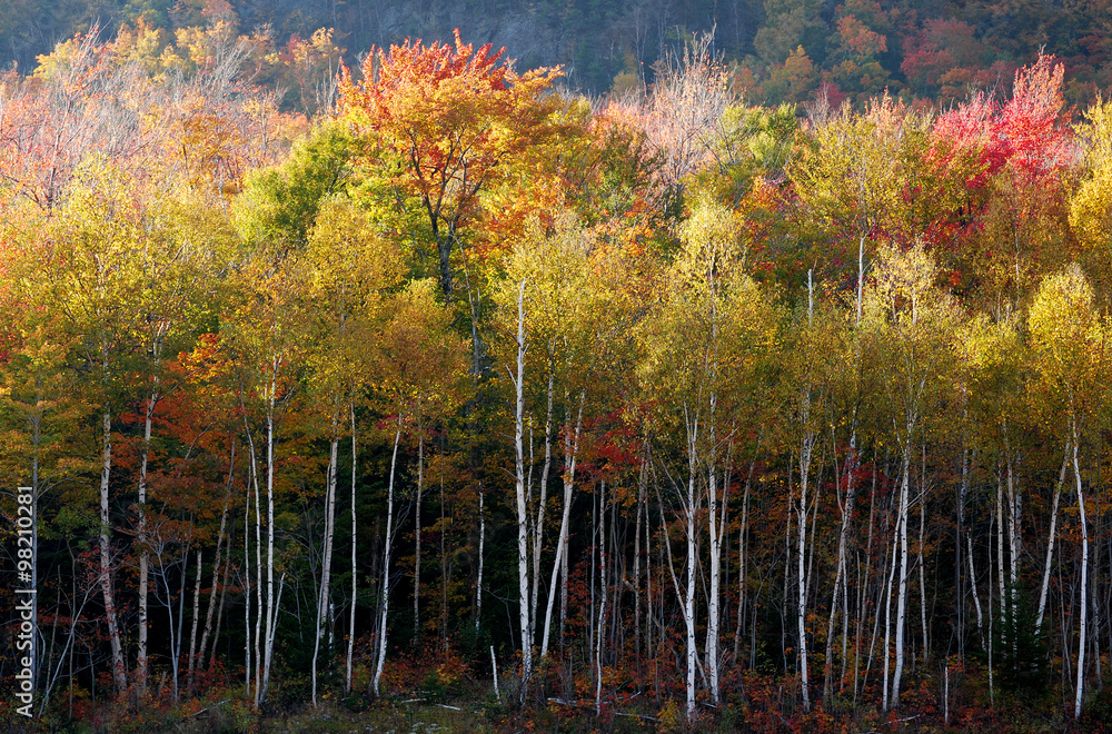 Naklejka premium Birch Brights