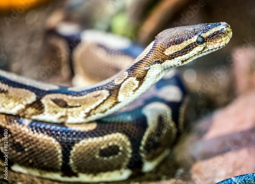 Ball Python (Python regius) in captivity. Palo Alto Zoo, California, USA.