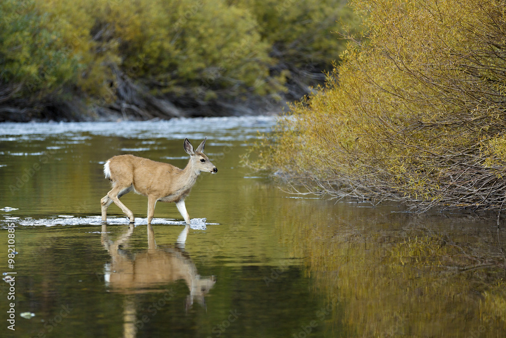 Fototapeta premium Wild deer crossing a creek at San joaquin river in Mammoth mountains,California.