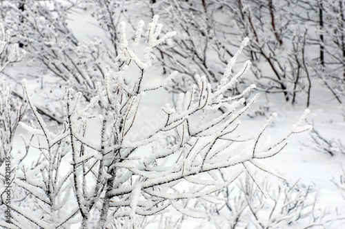 frozen branch/close-up of tree branches covered with frost and white snengom