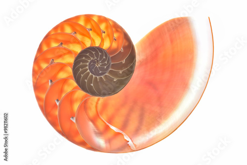Nautilus shell cross section