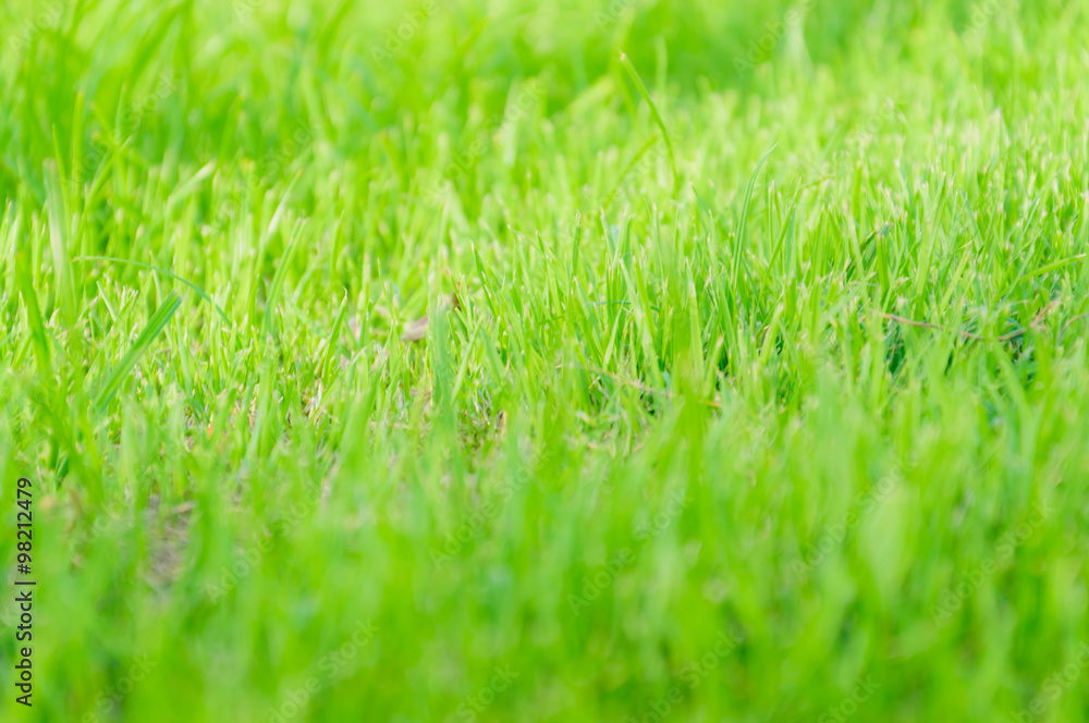 Fototapeta premium Tło pola trawy. (Nieostrość)