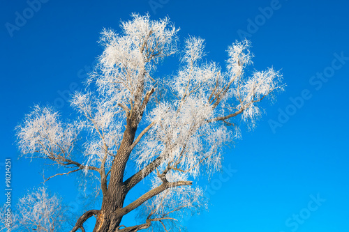 Winter frosty morning, trees covered with frost